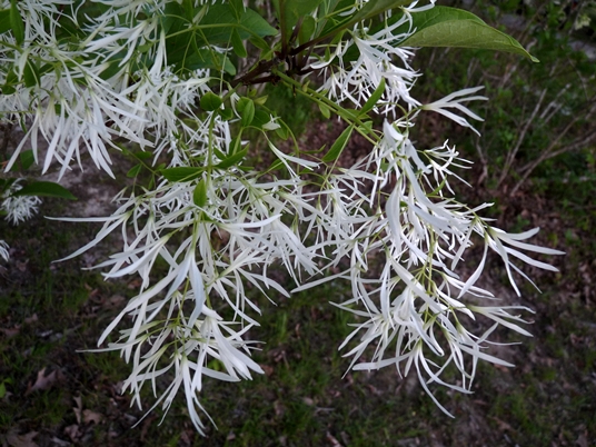 {Chionanthus virginicus}